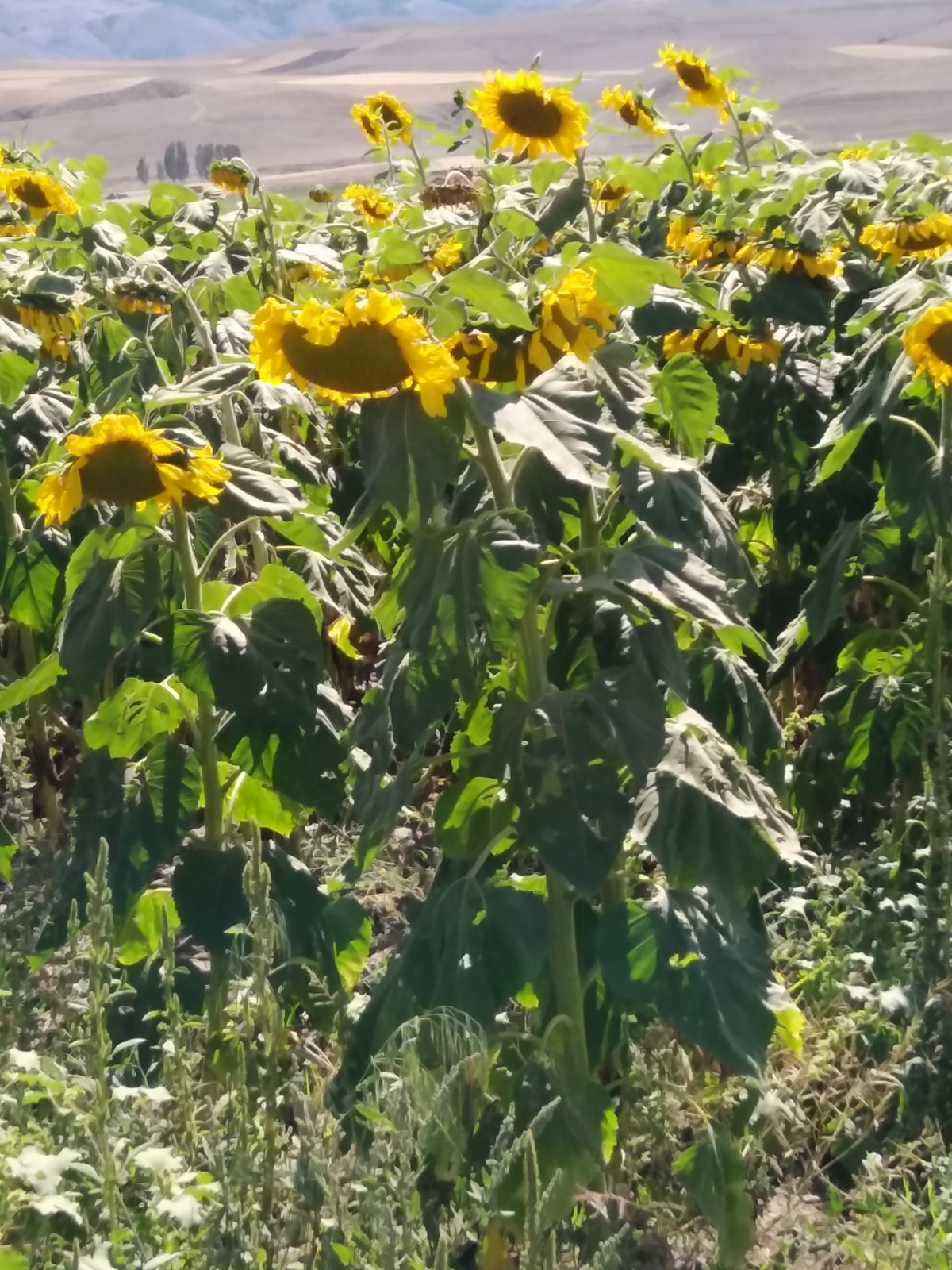 Organik Bitkisel Üretim Sertifikası