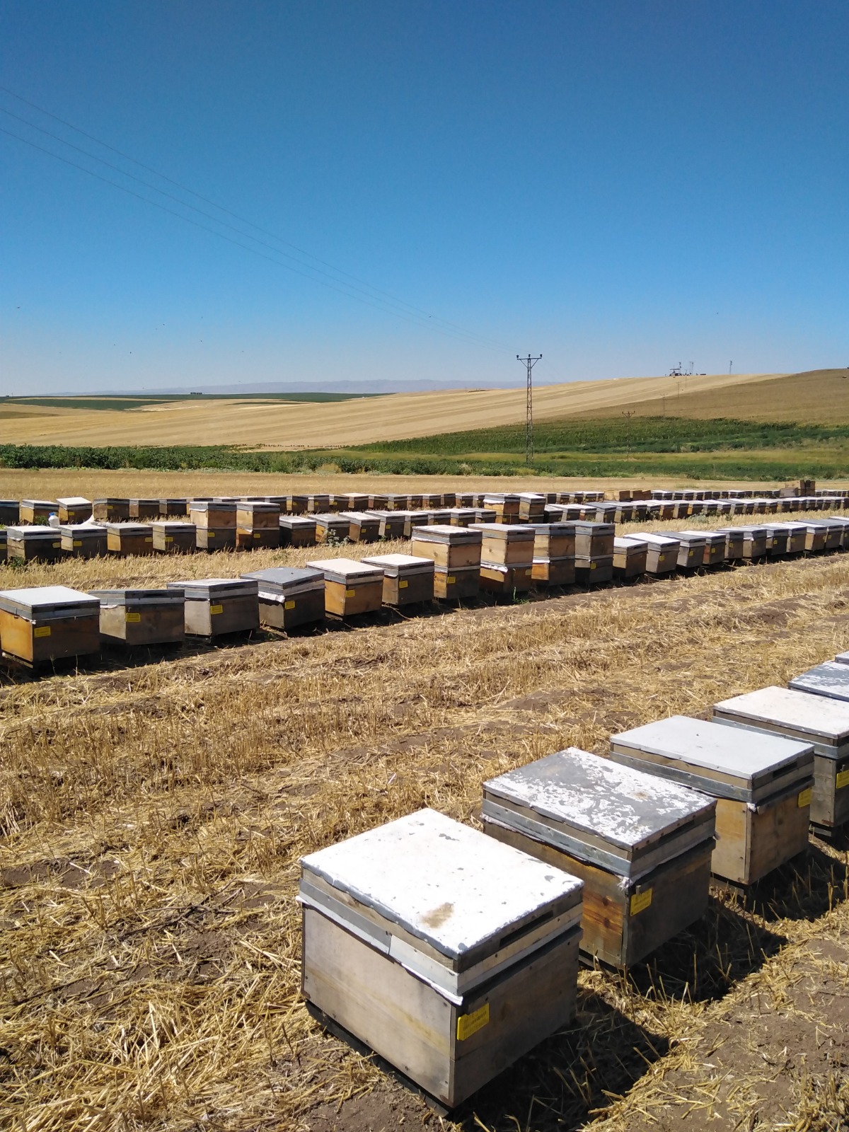 Organik Hayvansal Üretim Sertifikası